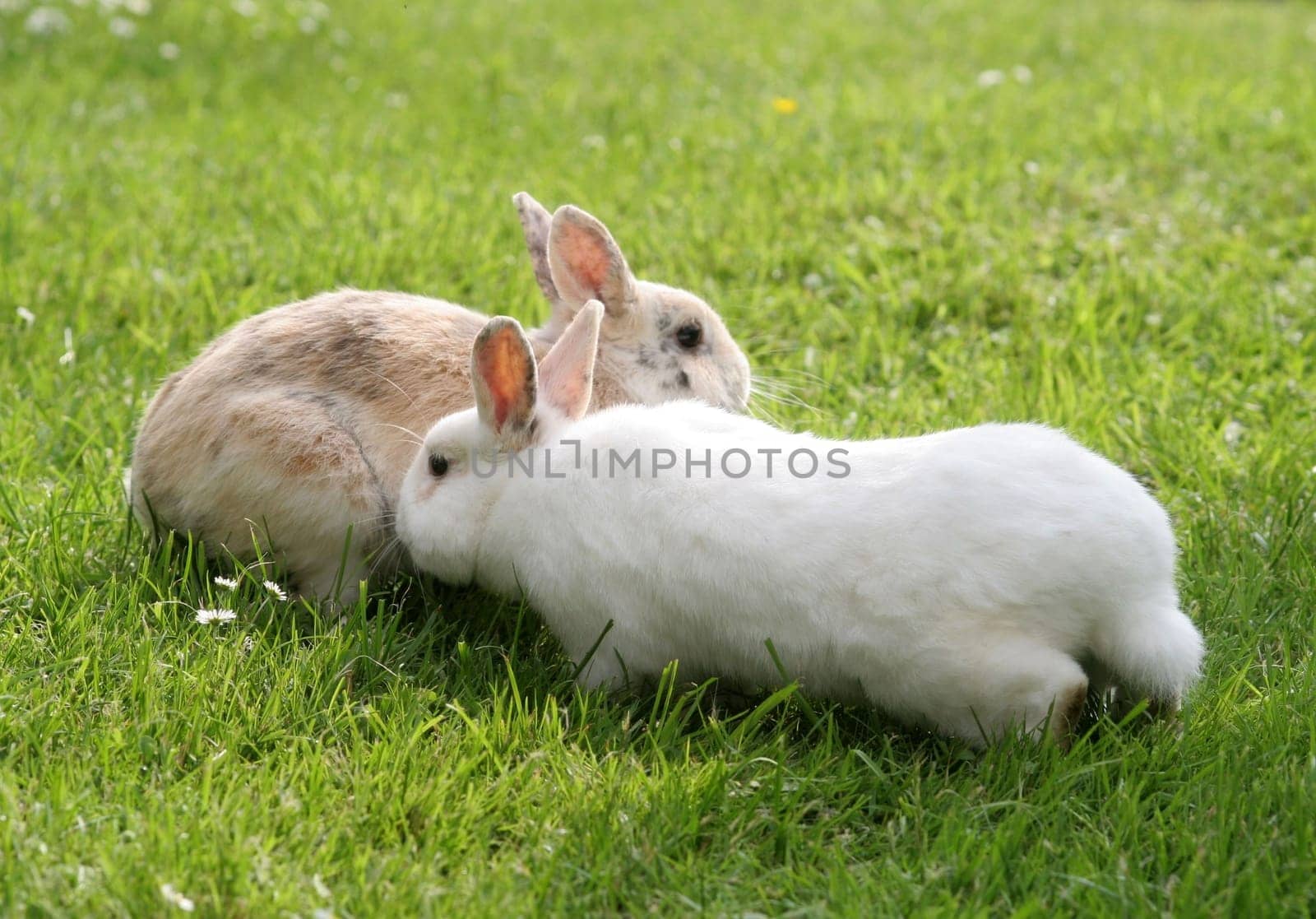 Dwarf Rabbits....