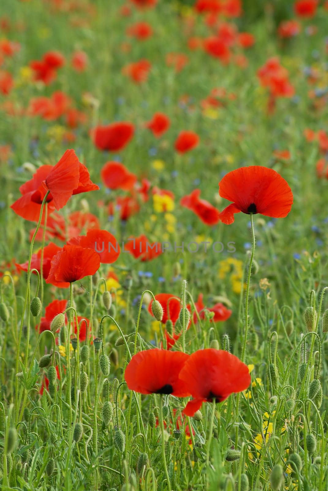 Today the poppy is crushed by the rain,but I still wish you a nice Whit Sunday with the picture....!:-)