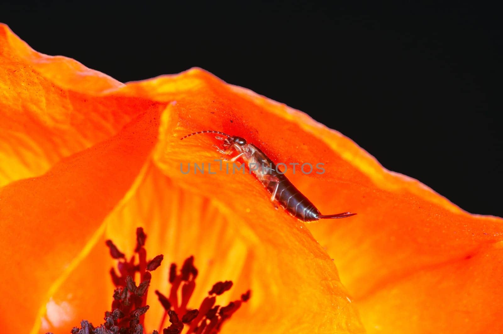 Common earwig on poppy blossom