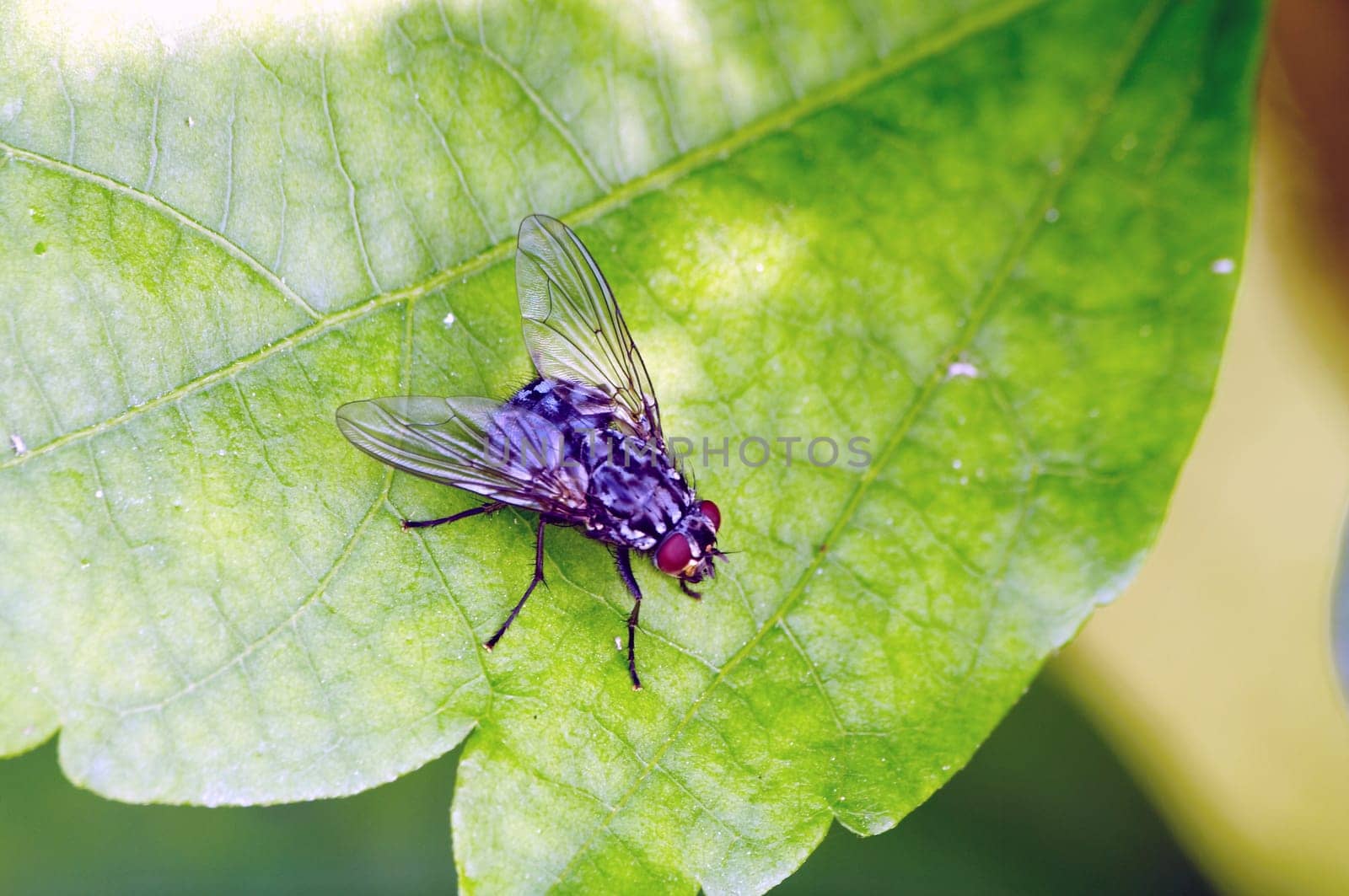 True meat fly - Sarcophaga carnari