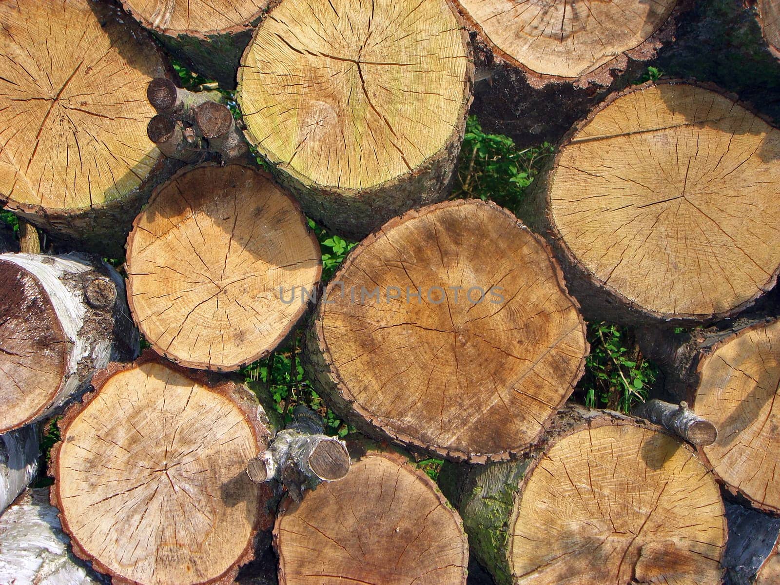 Woodpile