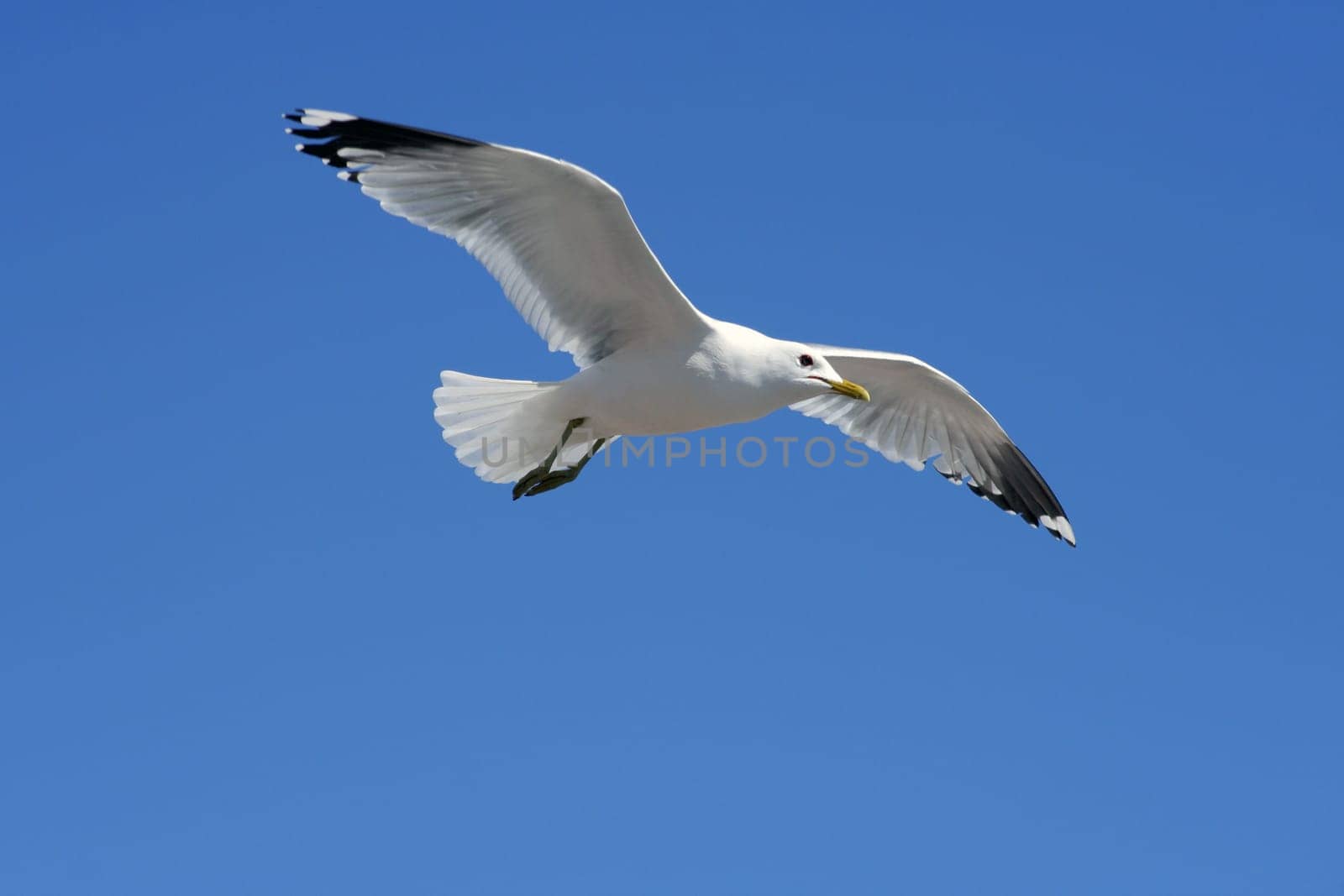 Gull
