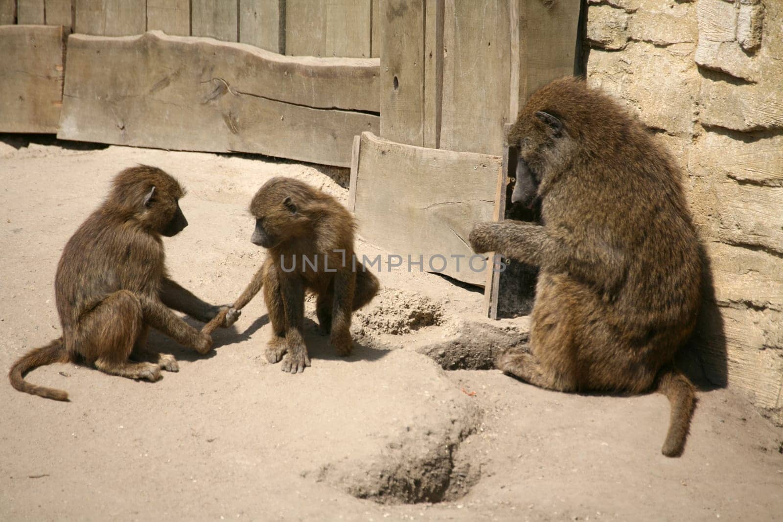 Anus bisbaboons