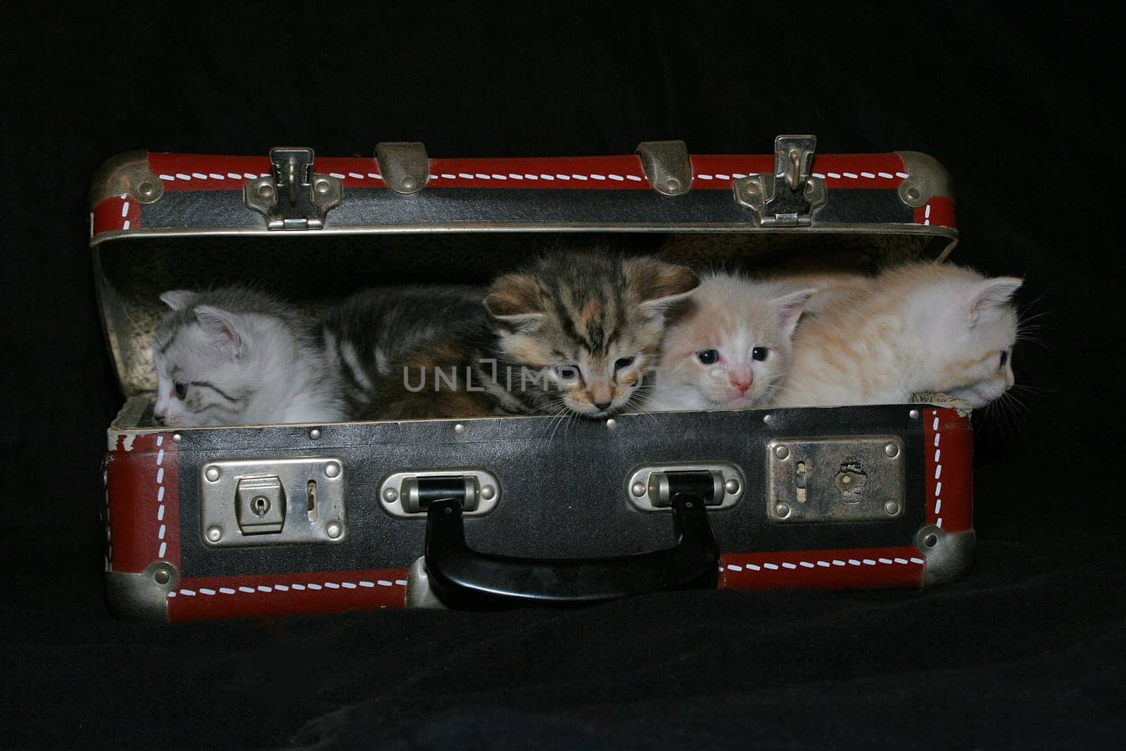 Cat suitcase