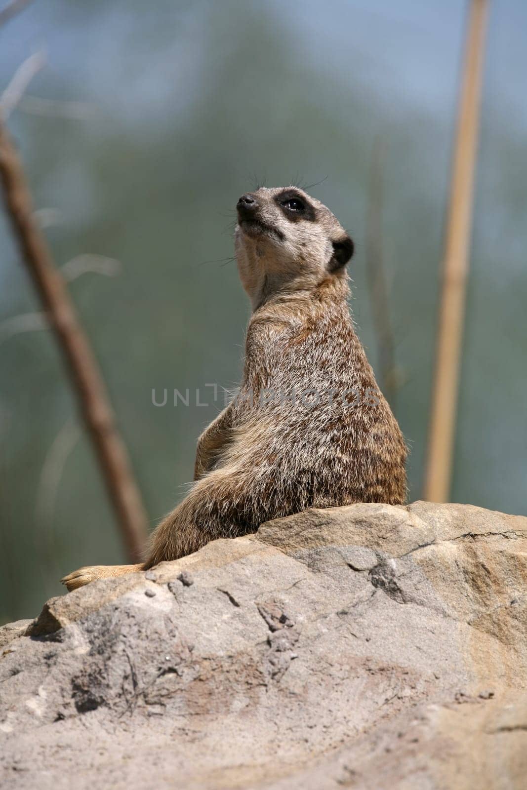 Meerkat