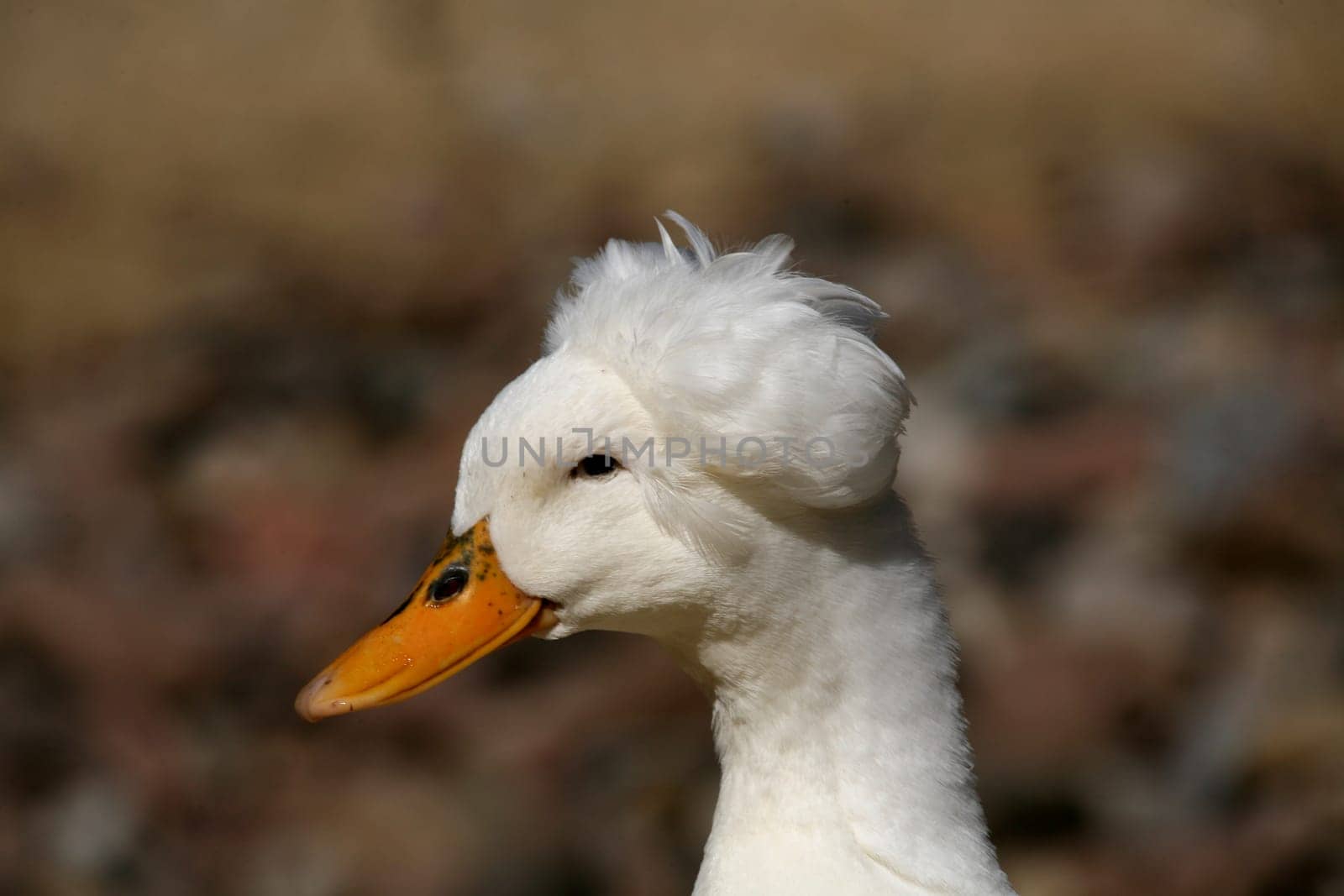 Crested duck