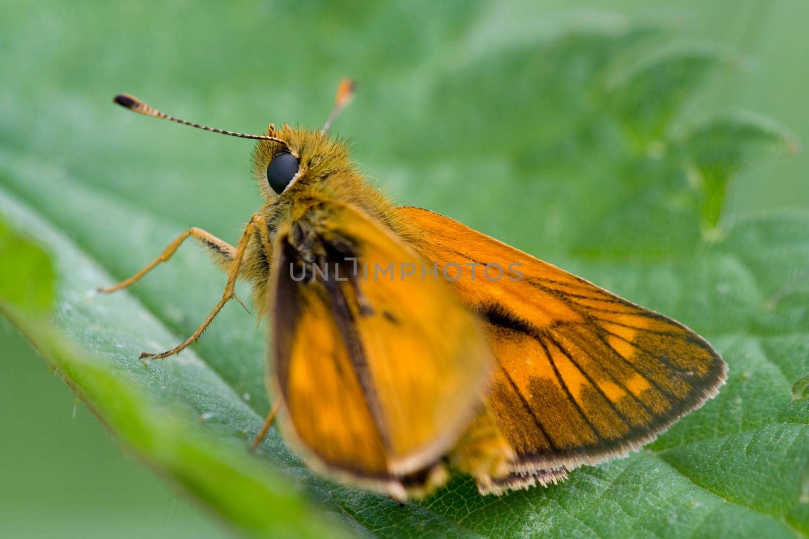 Large skipper