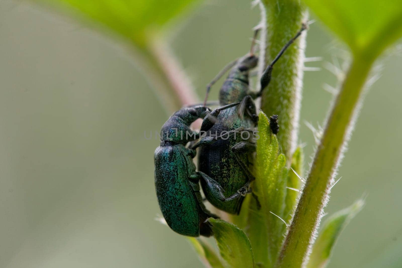 Green weevil mating 2