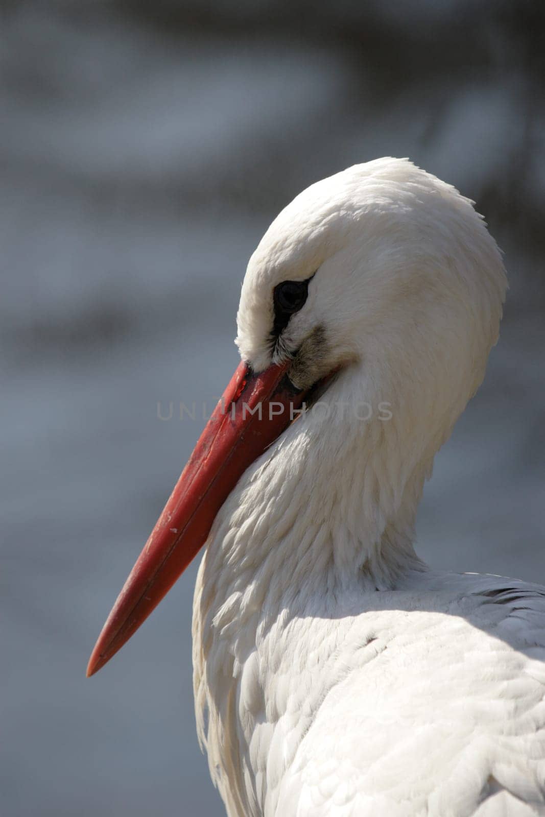 Stork portrait