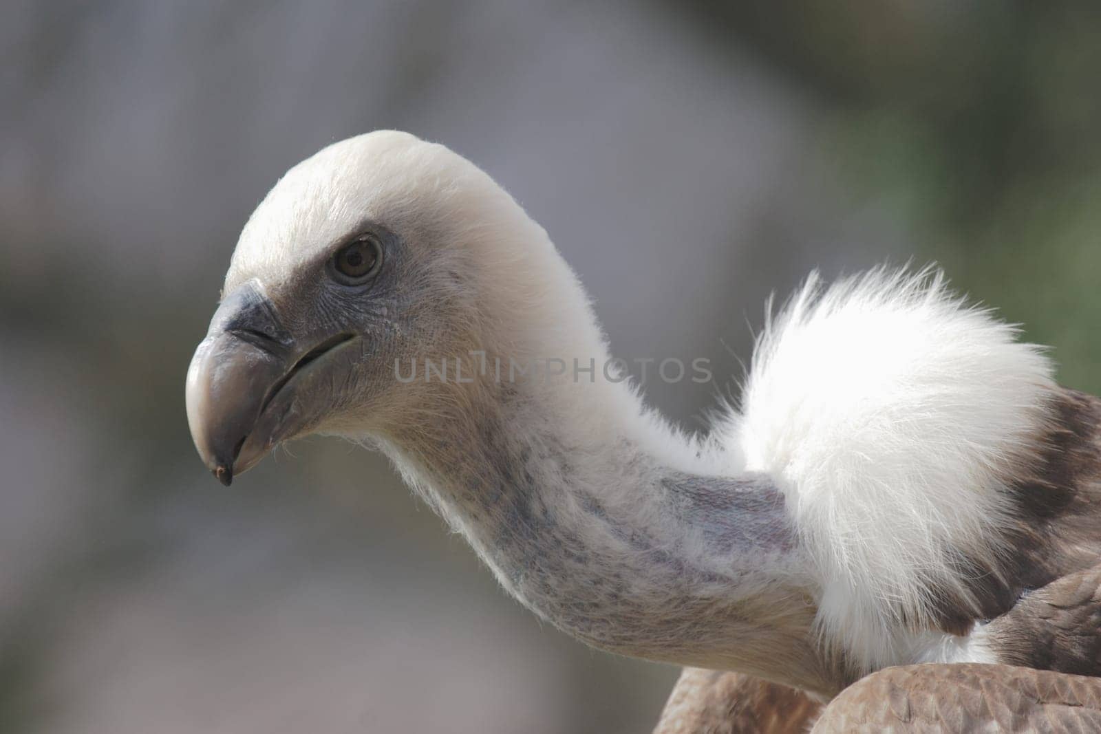 Griffon vulture