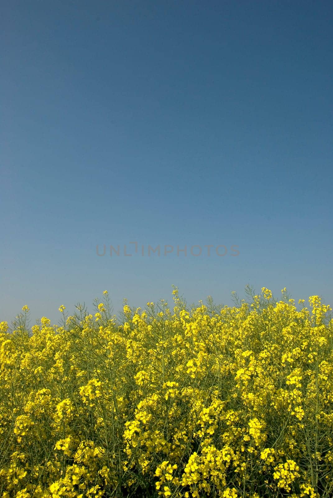 Rapeseed flowers