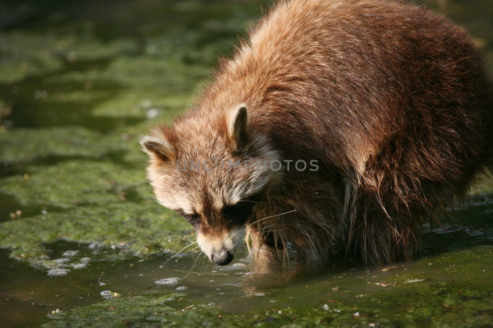 Striped predator in the water
