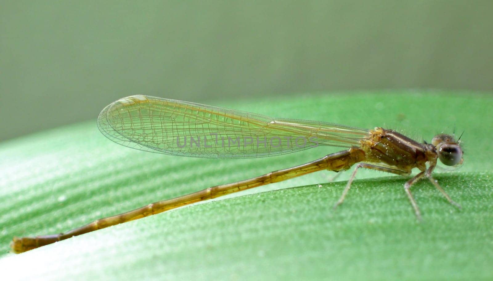 This little dragonfly completed its metamorphosis at our balcony pond 20 minutes ago. :)