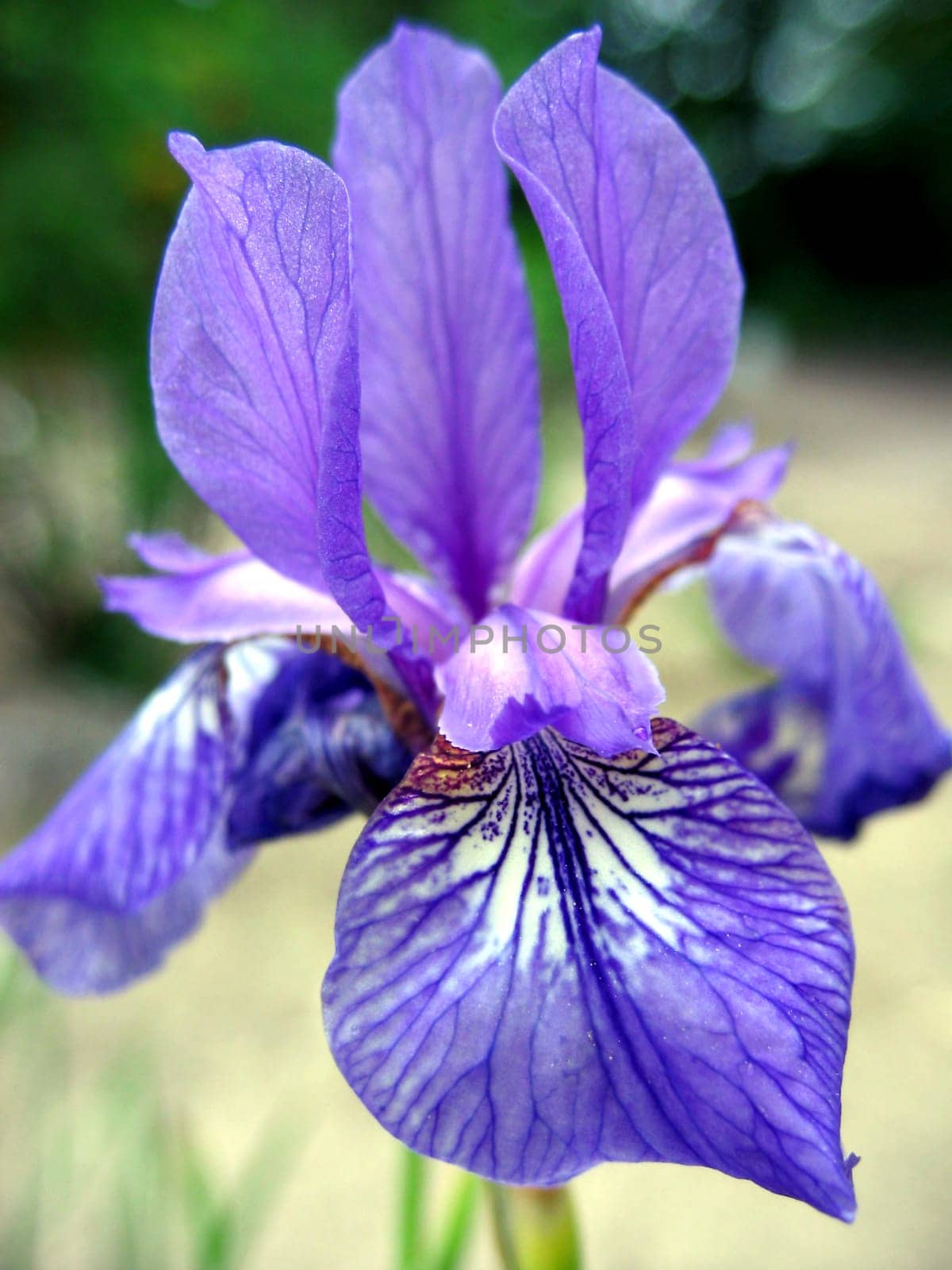 Iris cretensis