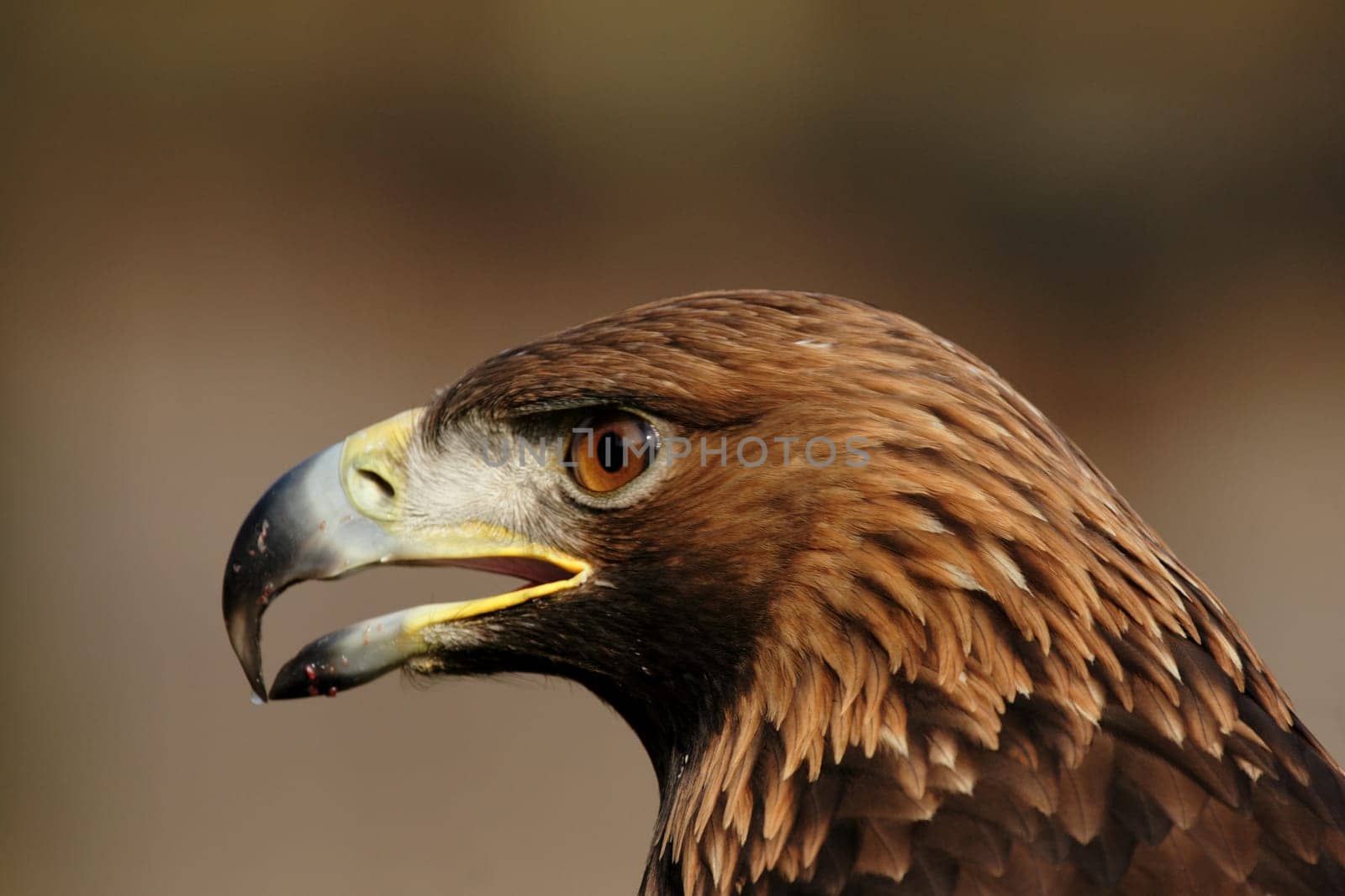 Golden Eagle Portrait