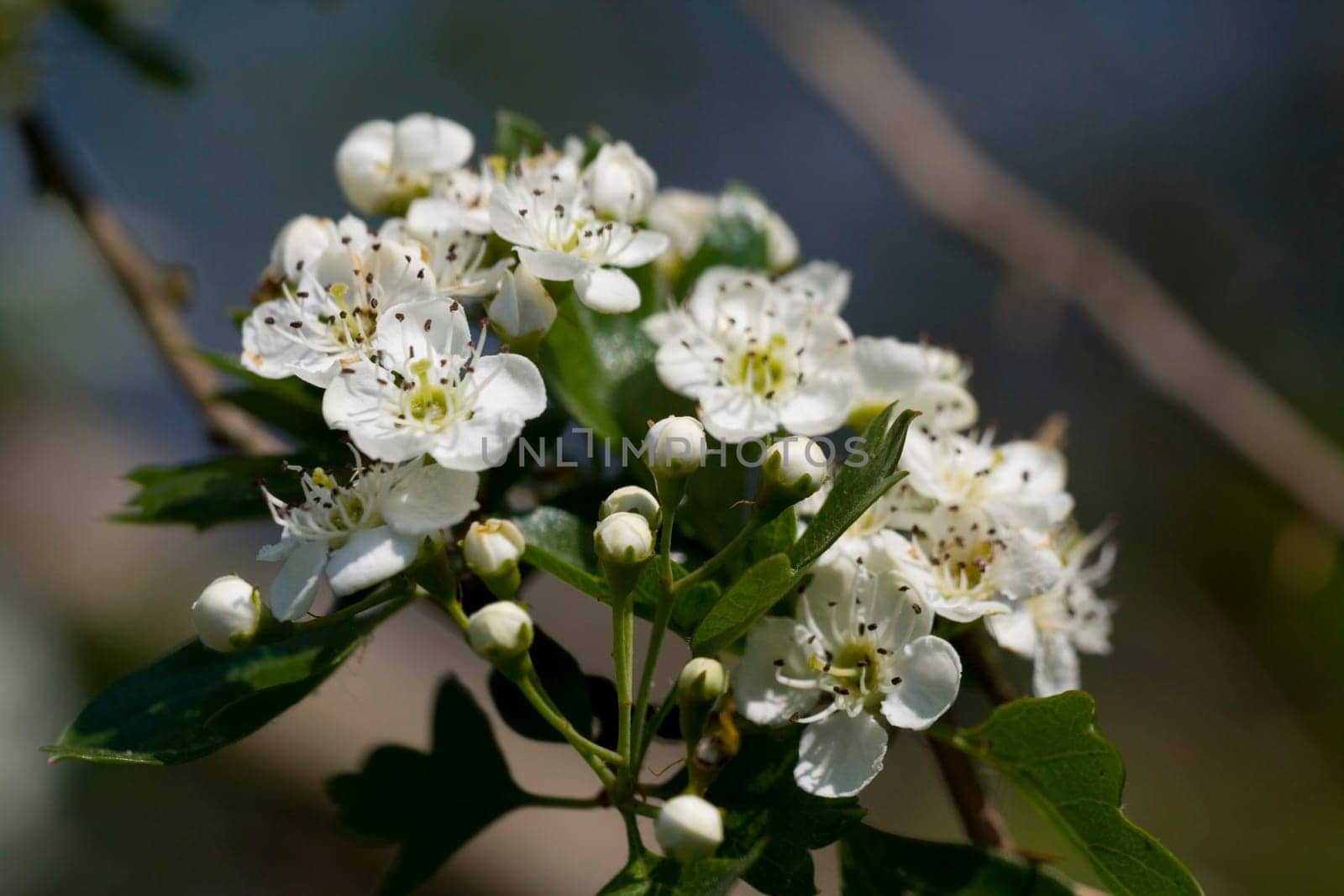 Hawthorn