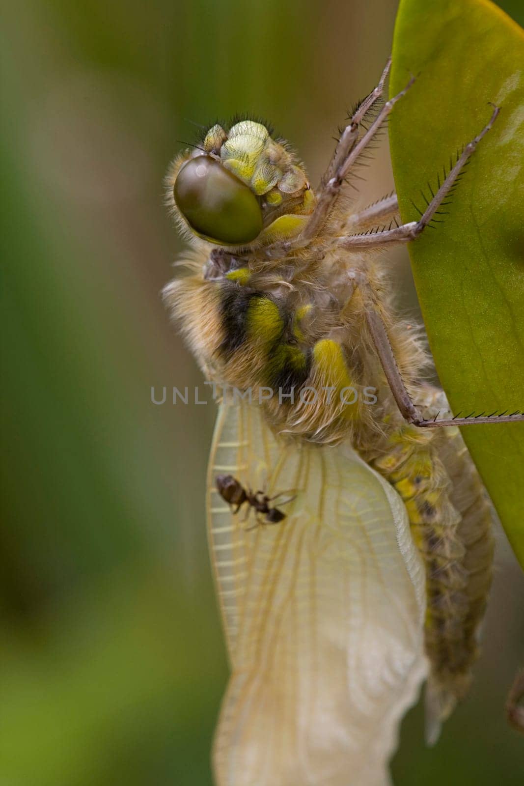 Four-spotted dragonfly
