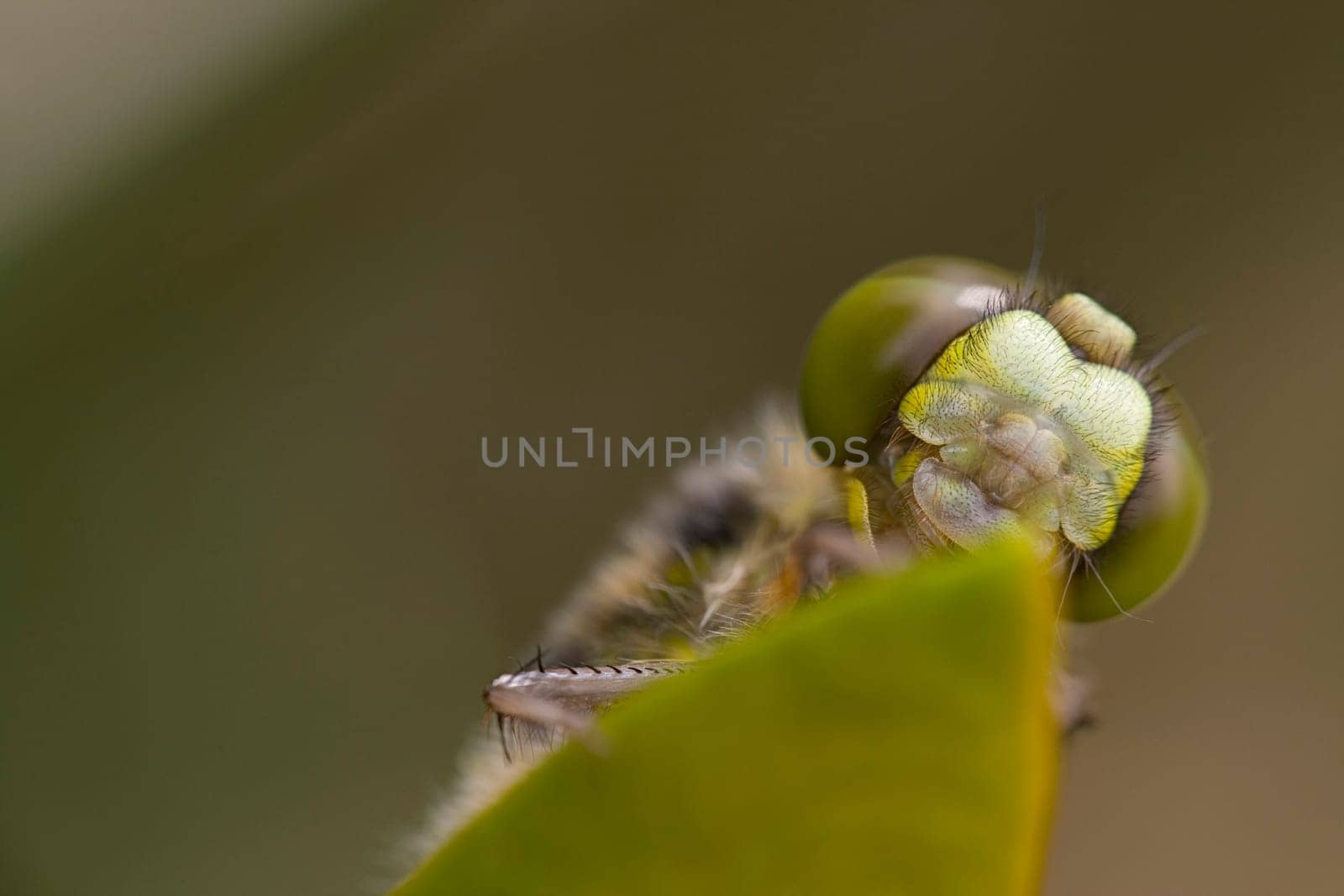Head of a four-spotted dragonfly