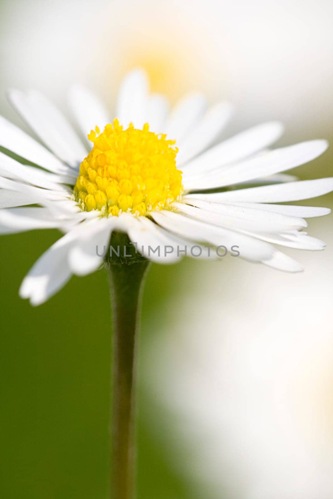 Daisy