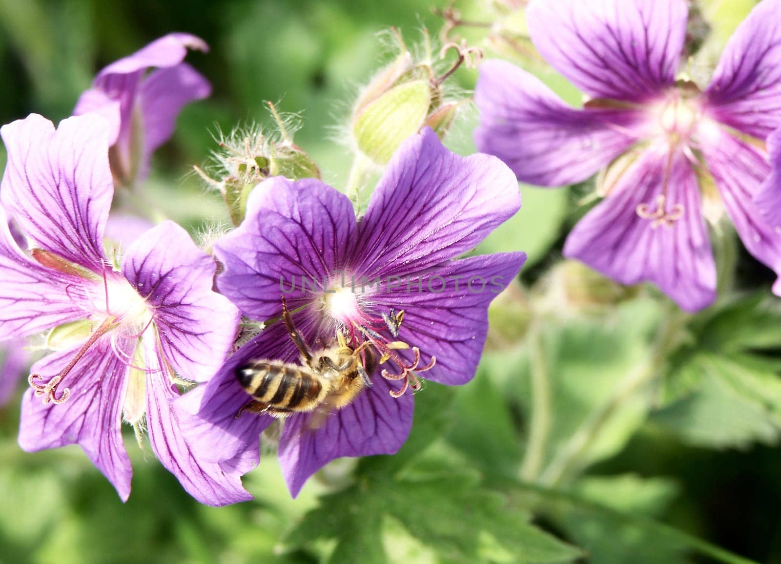 Cranesbill,Gernium with bee