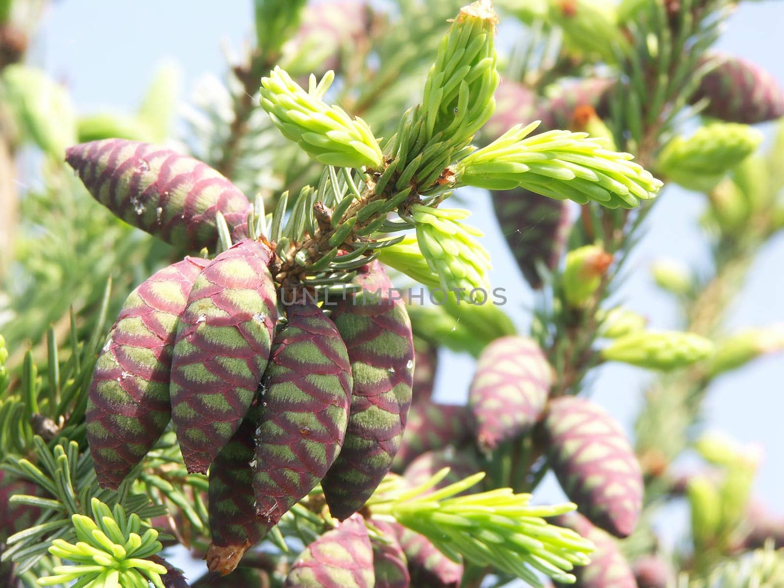 Serbian spruce,Picea omorika