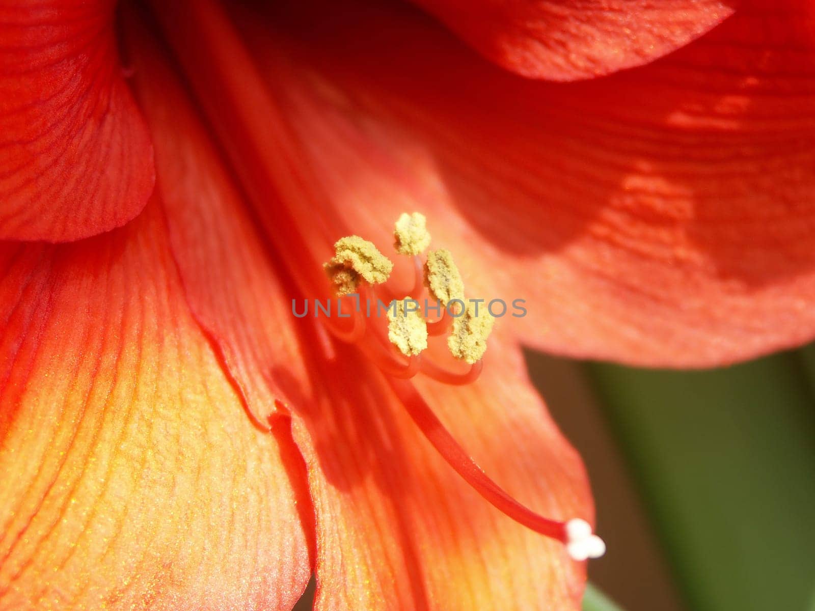 Knight's Star,Armaryllis