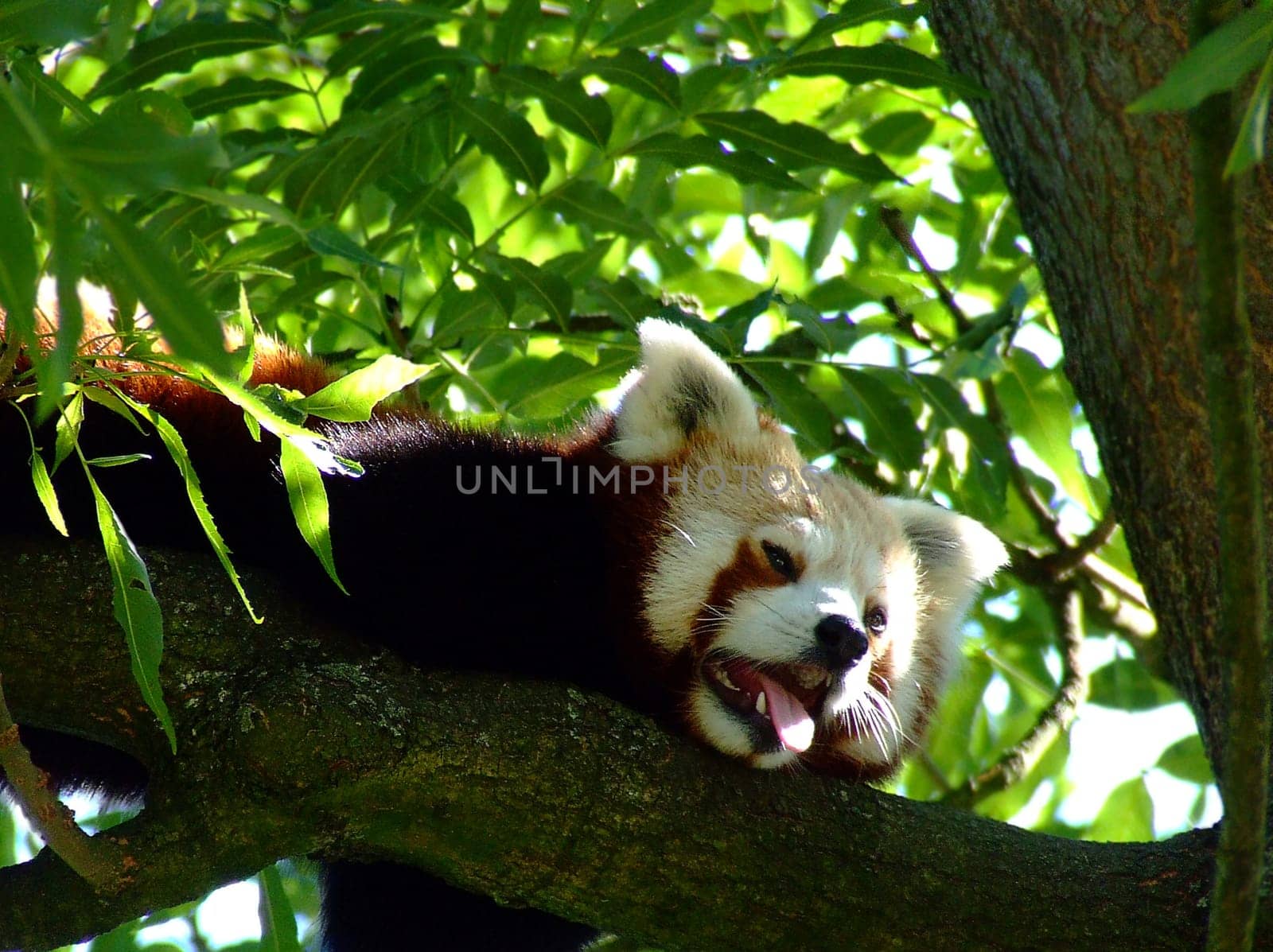 Heated Little Panda