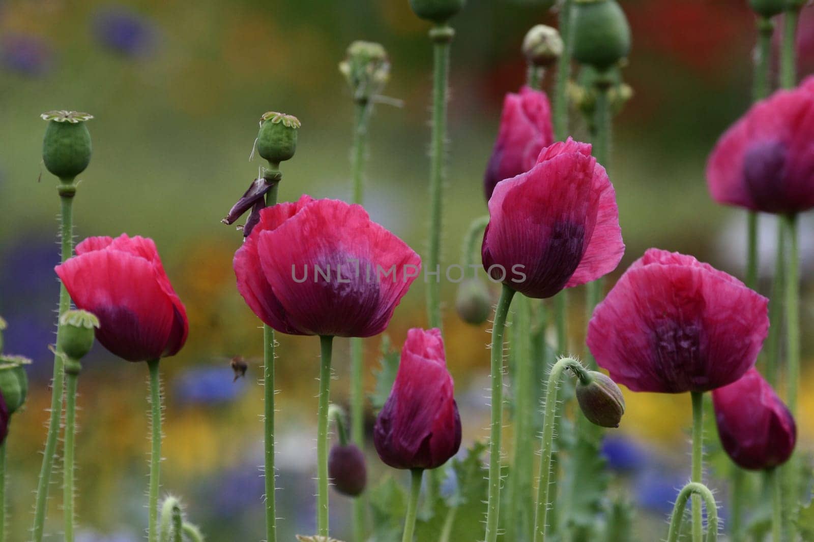 Poppy