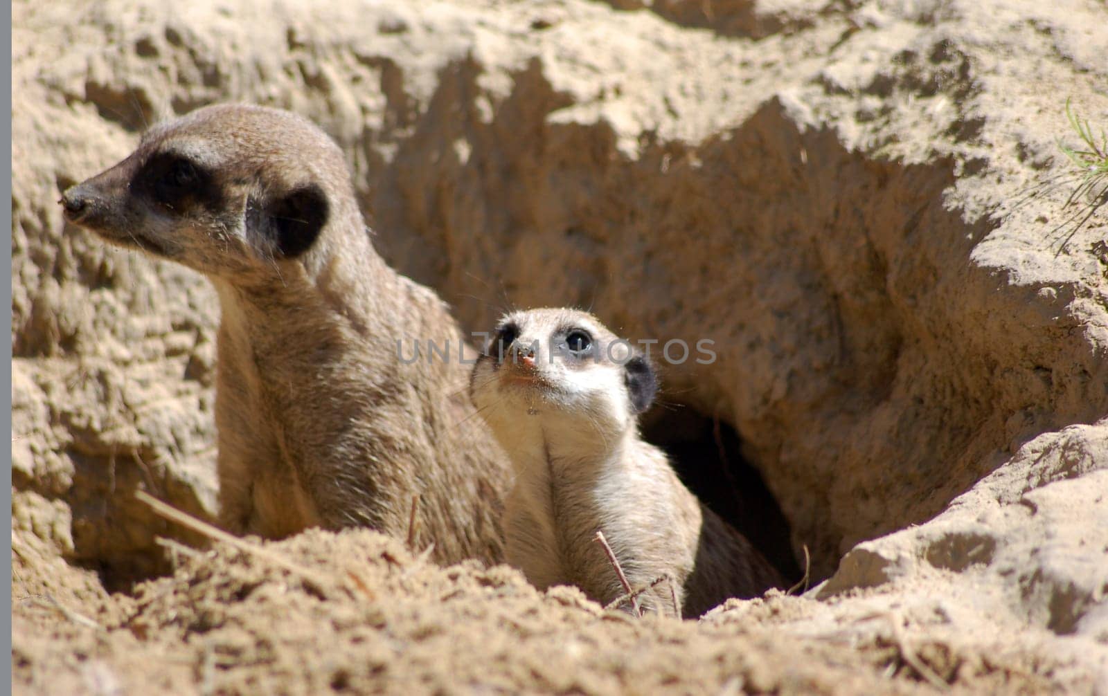 Meerkats on the lookout