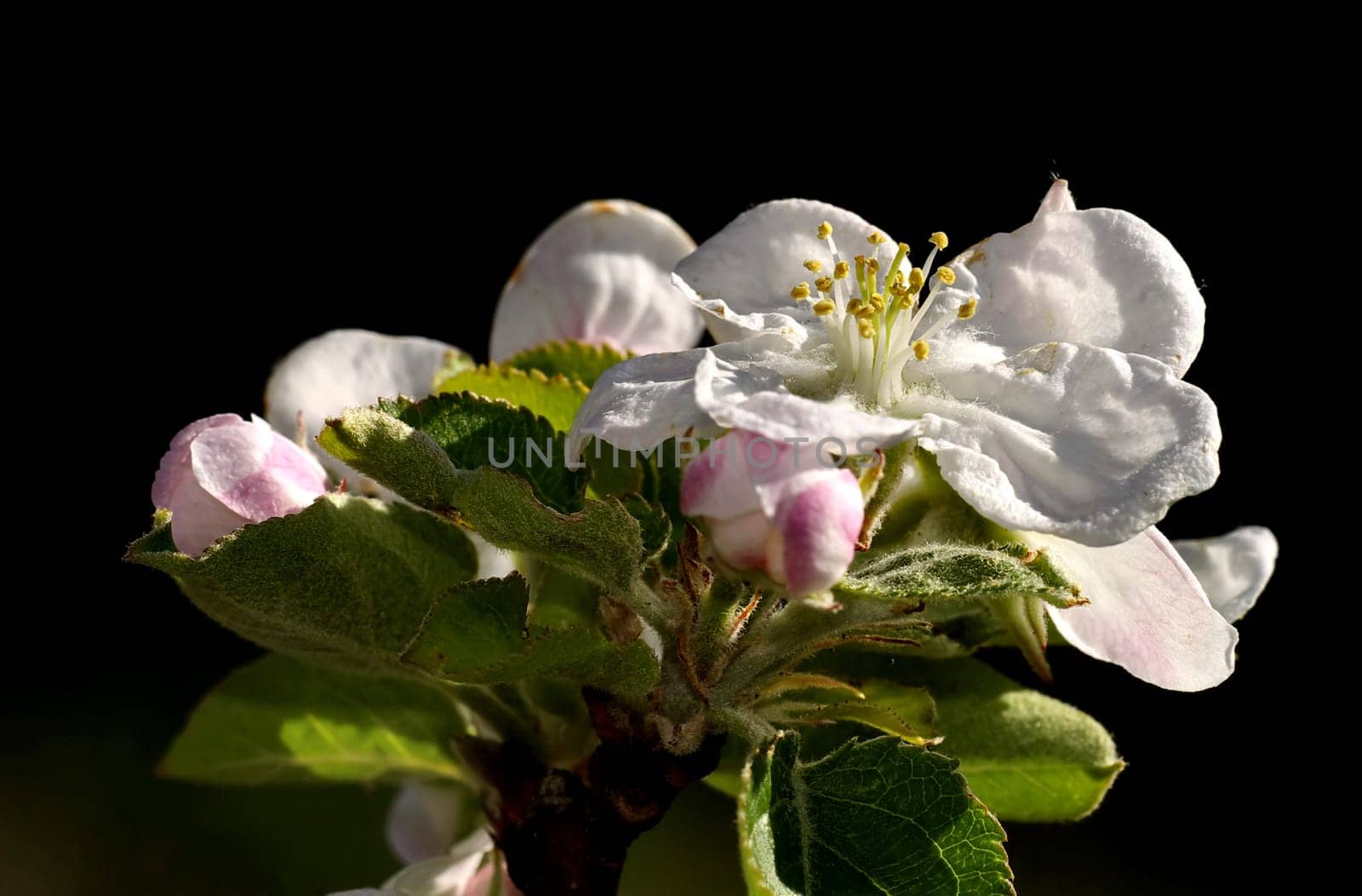 In full bloom