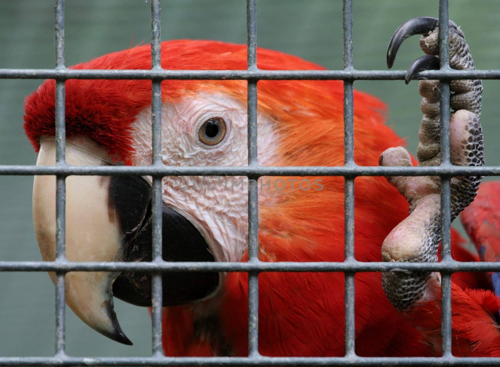 Captivity