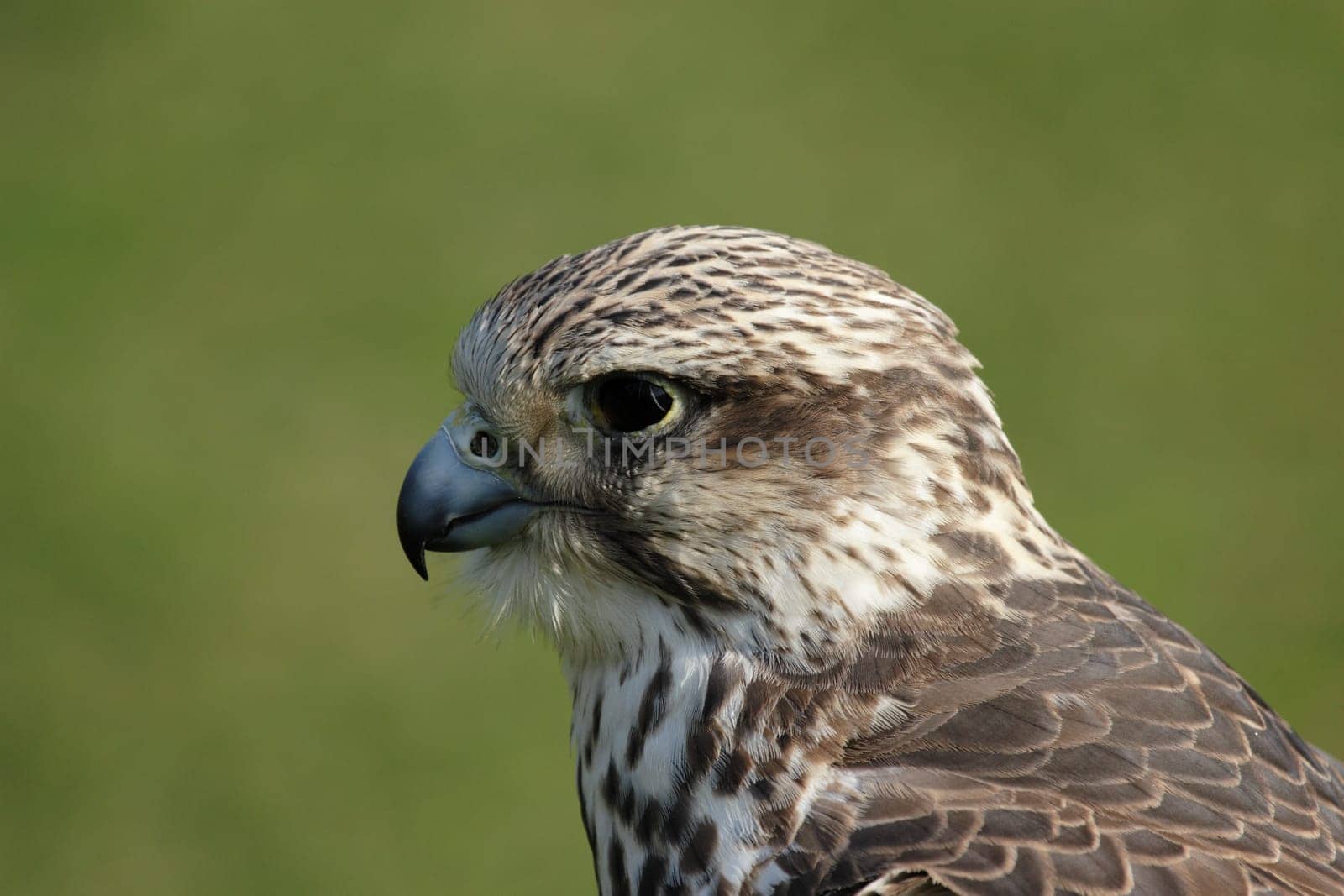 Saker