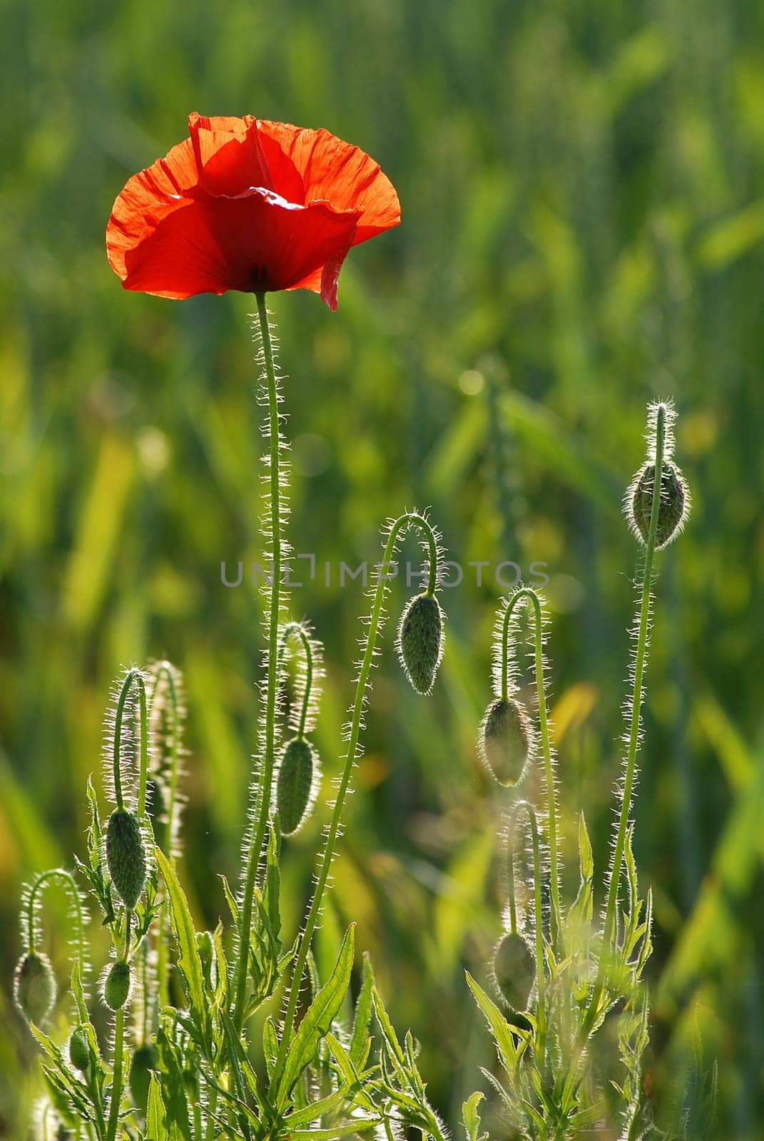 Again and again the poppy......!:-)