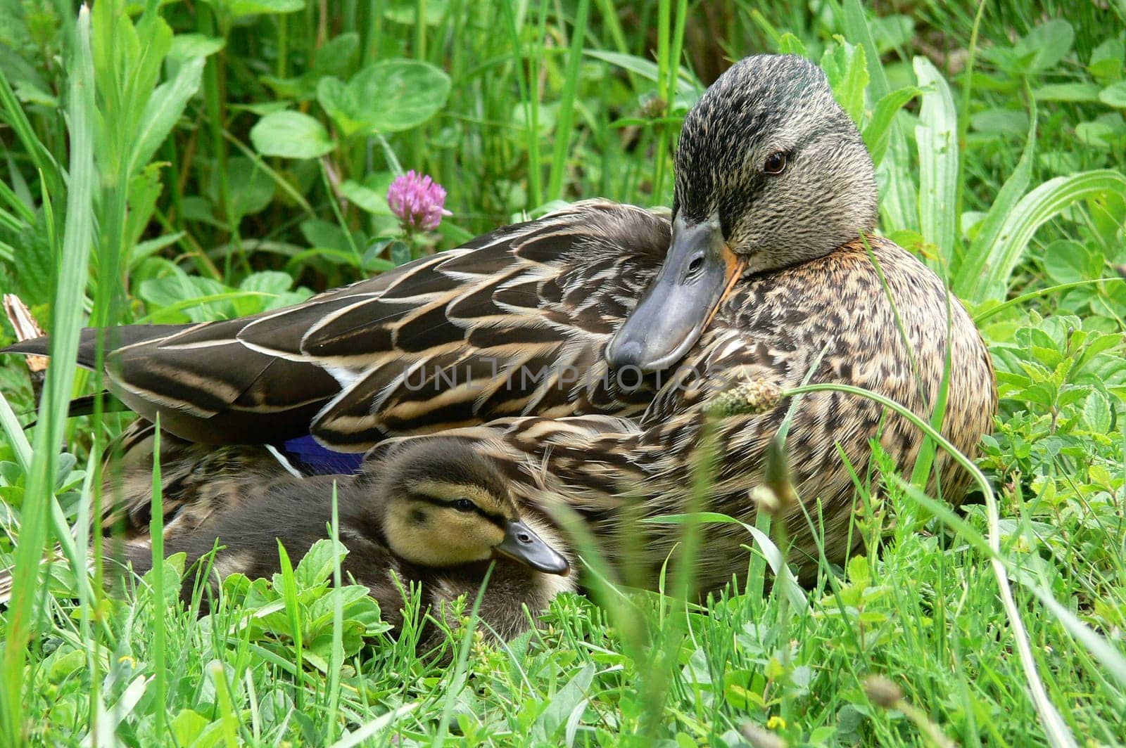 Young family