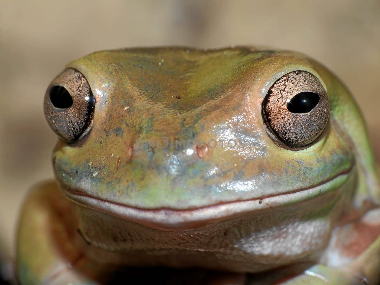 Australian coral finger from the family of giant tree frogs. Active in twilight and rain