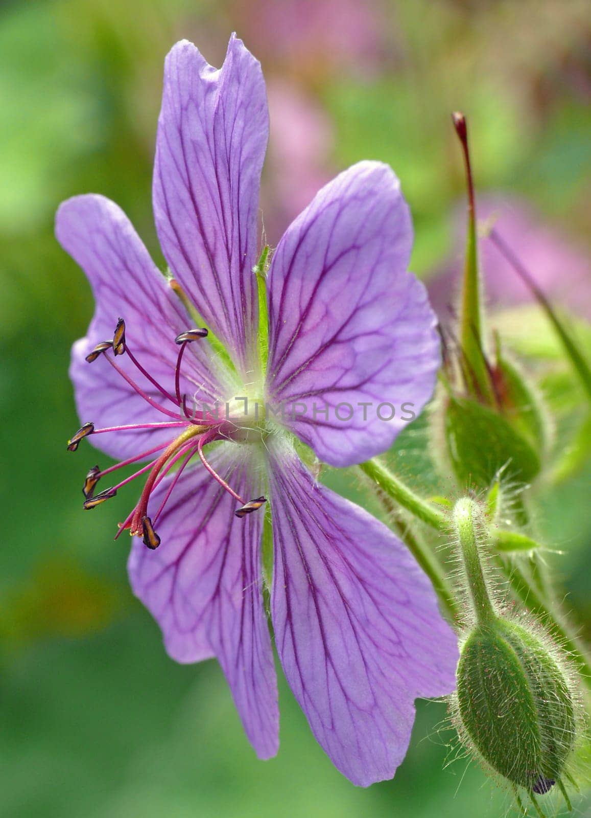Geranium 'Terre Franche' (Geranium platypetalum x Geranium renadii): bud,flower,fruit ----- The scientific name "Geranium"" and also the German name ""Storchschnabel"" refers to the appearance of the long-stemmed fruit. In it"