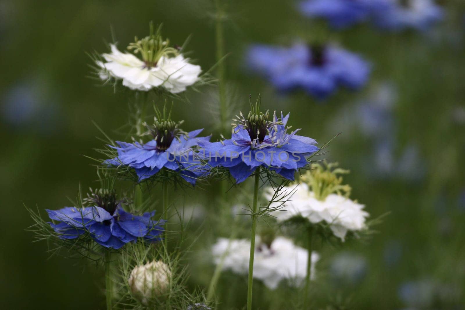 Nigella