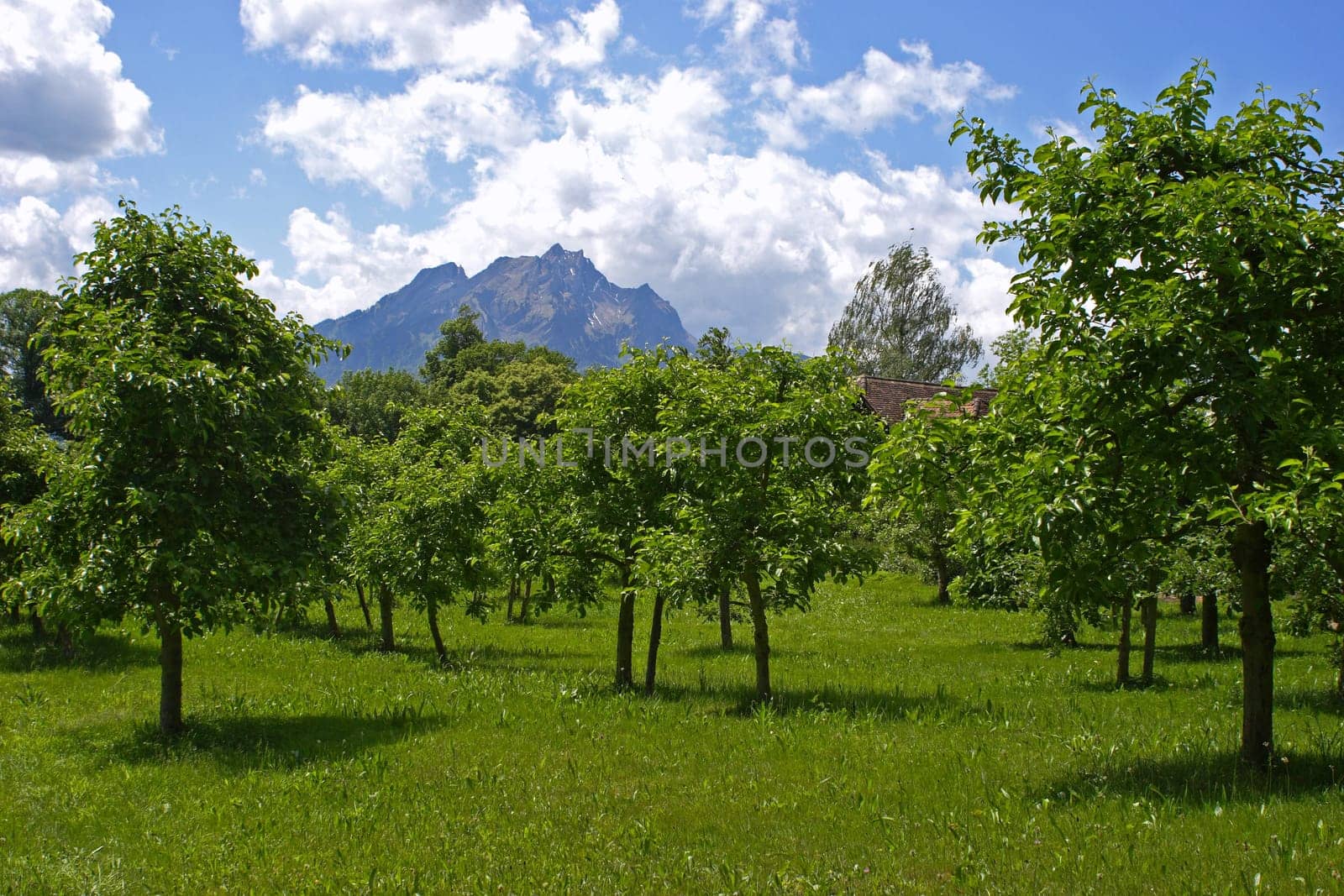 Orchard meadow