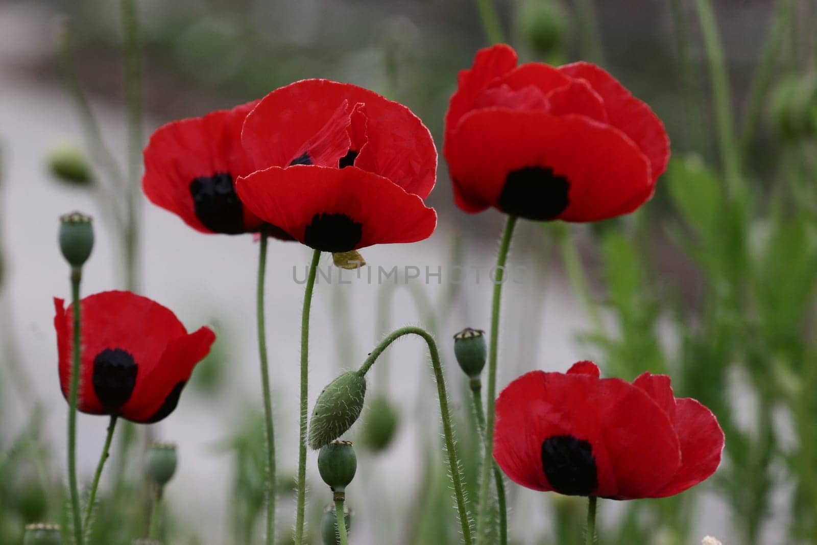 Poppy