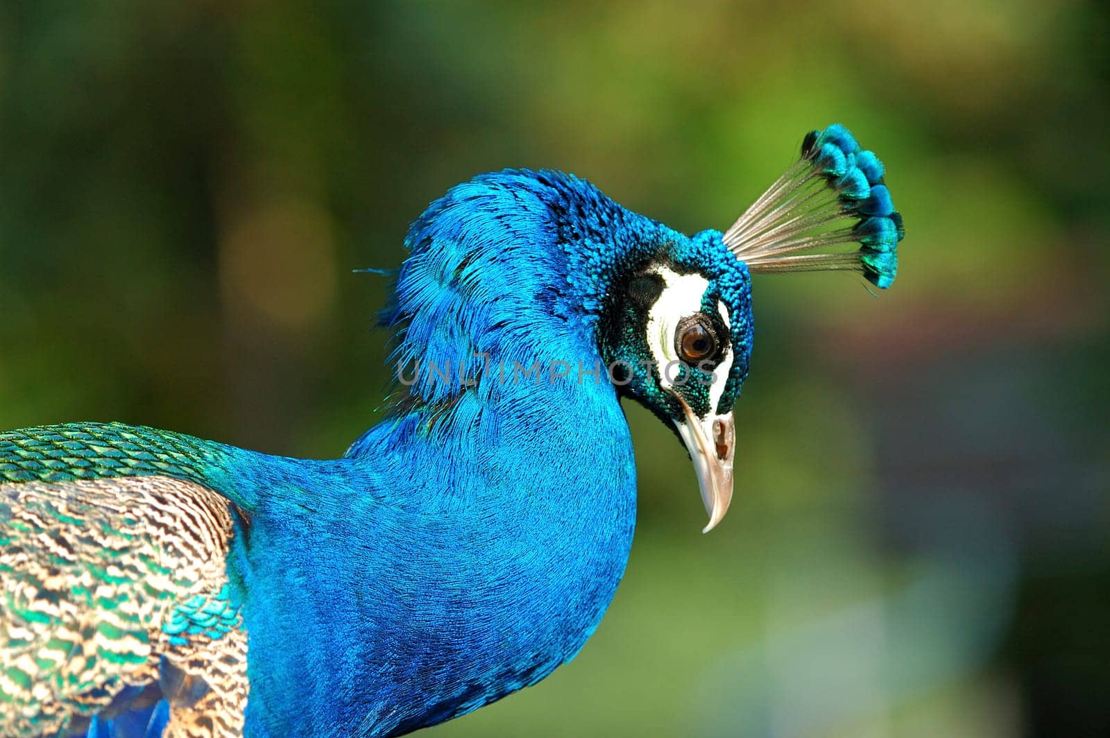 Male peacock