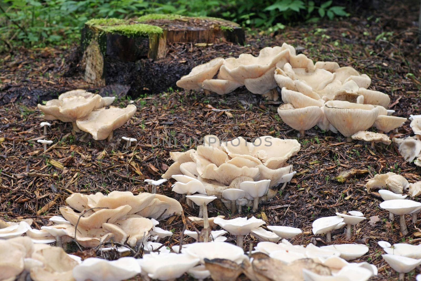Fungi