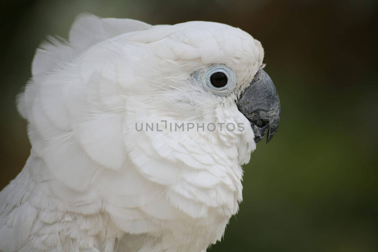 Yellow-crested cockatoo