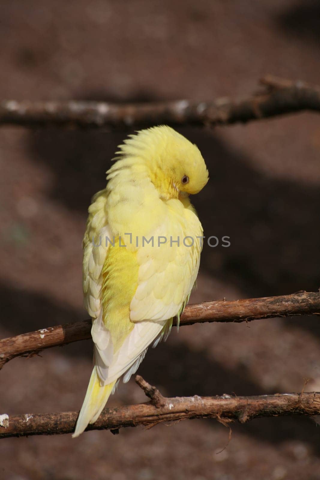 Canary