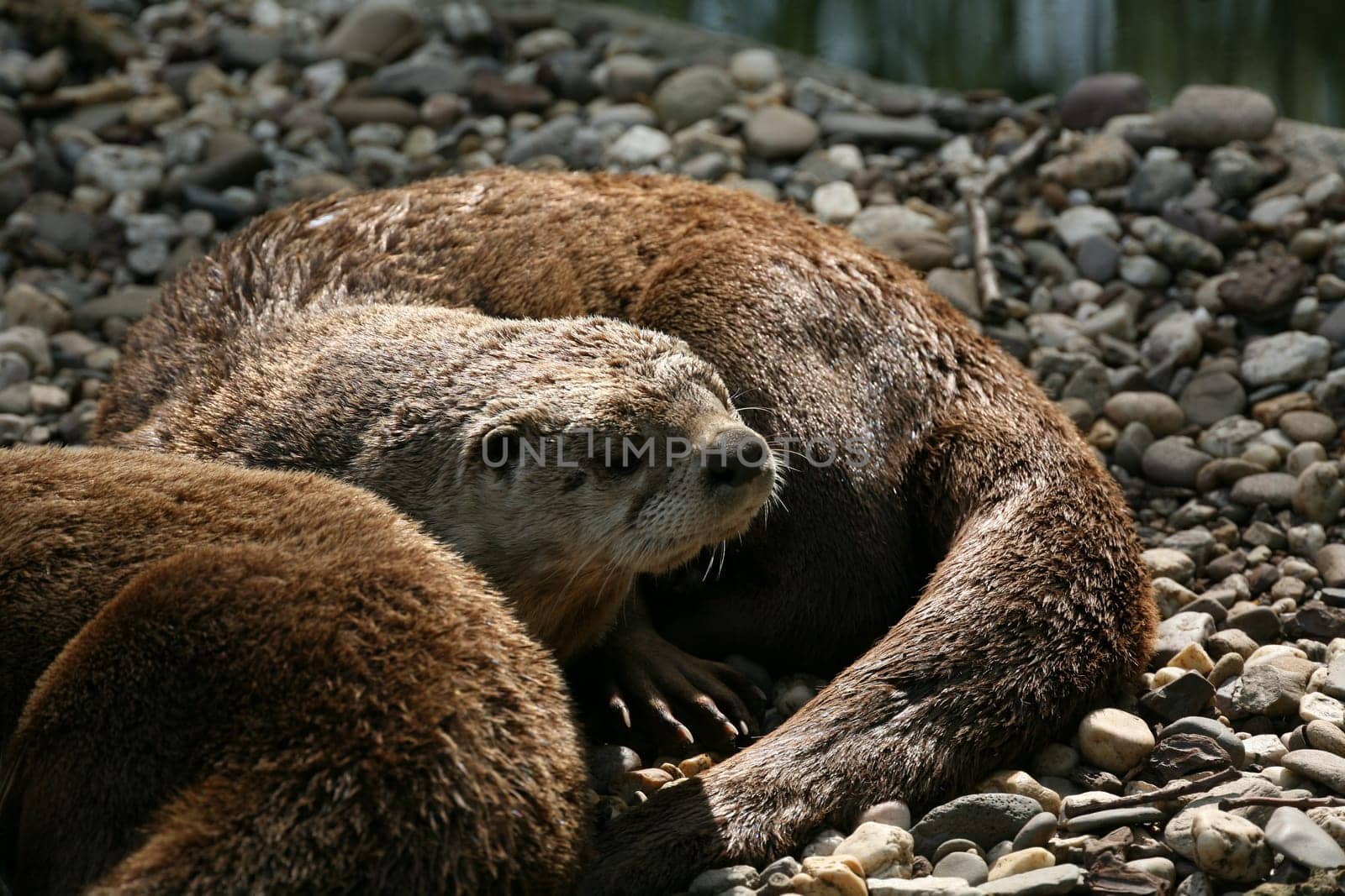 Canadian otter