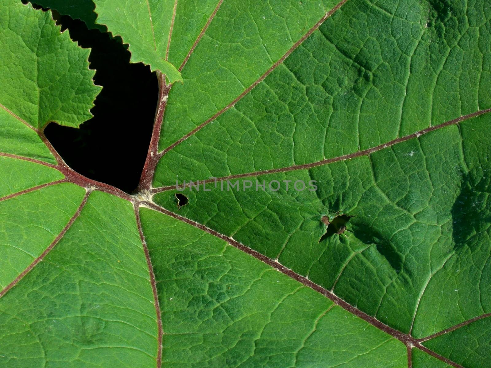 Butterbur leaf