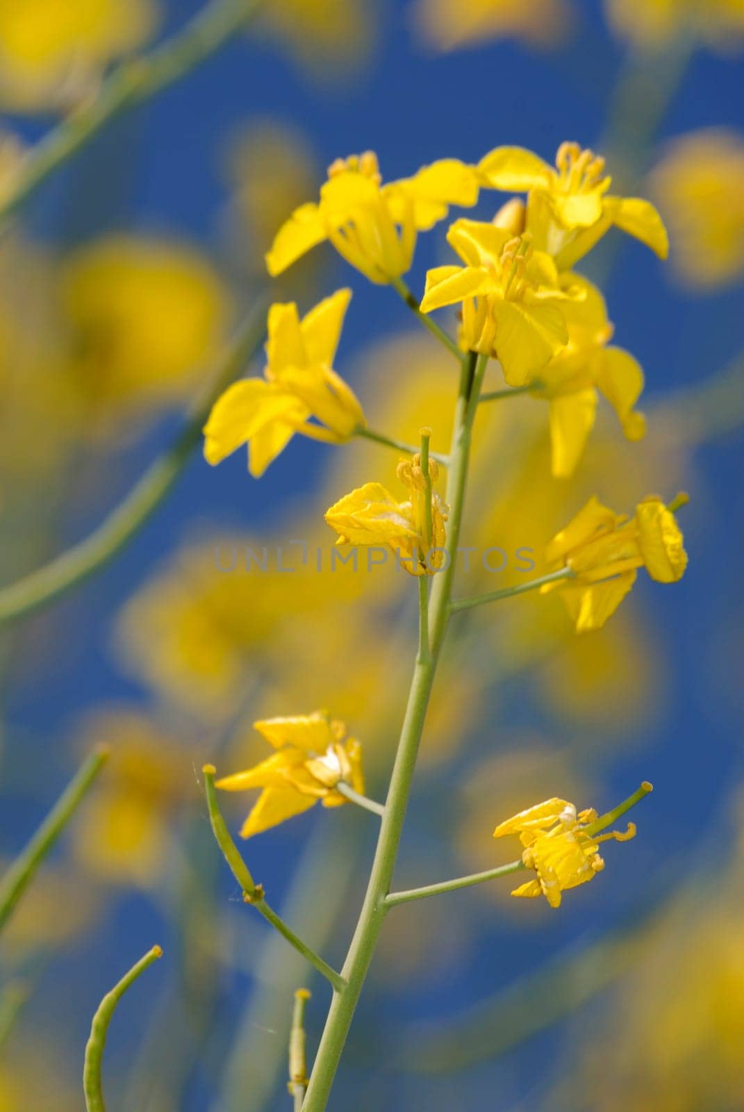 Rapeseed blossom close-up