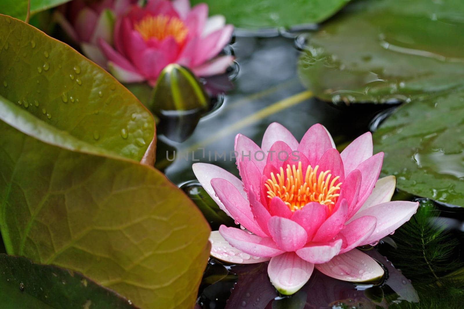 Pond lily