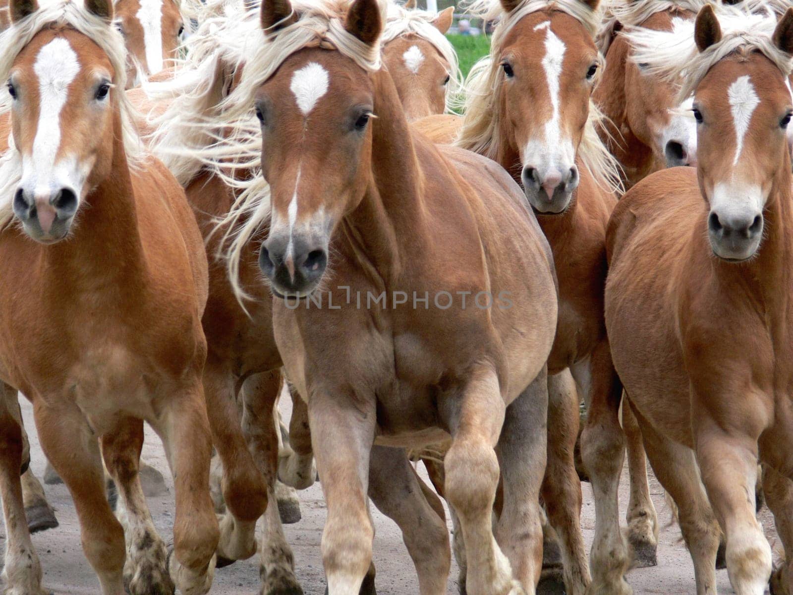 With this picture I couldn't think of technology,because the Haflingers came at a gallop towards me. The only thing left to do was to pull the trigger and run away :-)