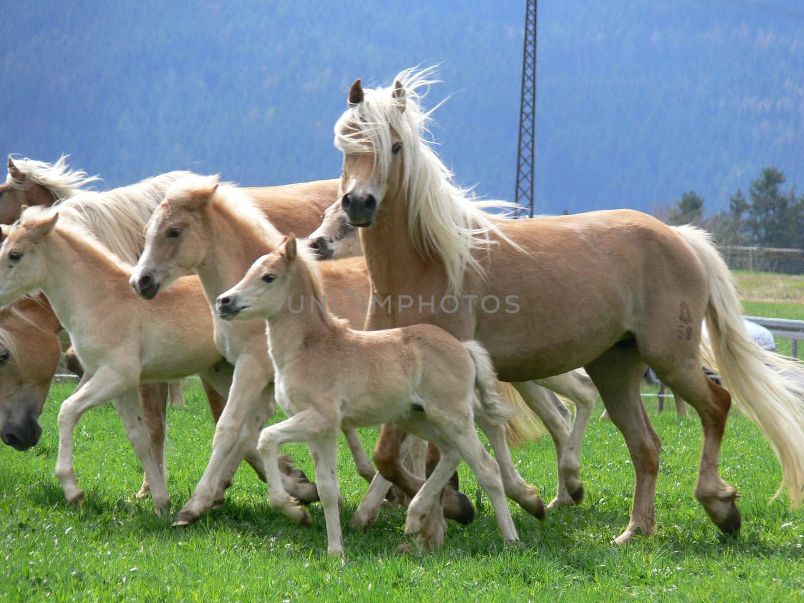 Haflinger herd 2