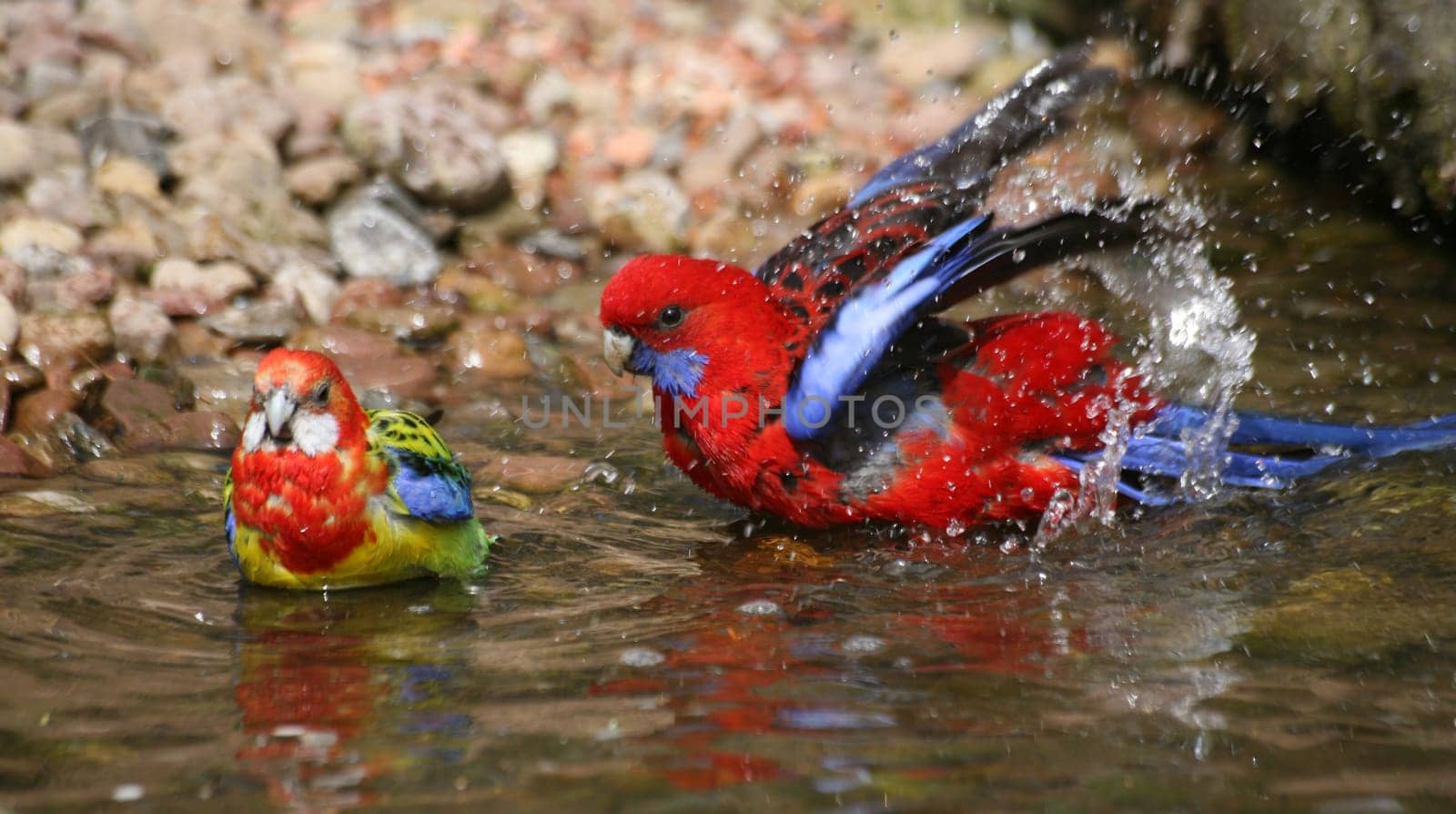 Pennant Parakeet and Rosella Parakeet